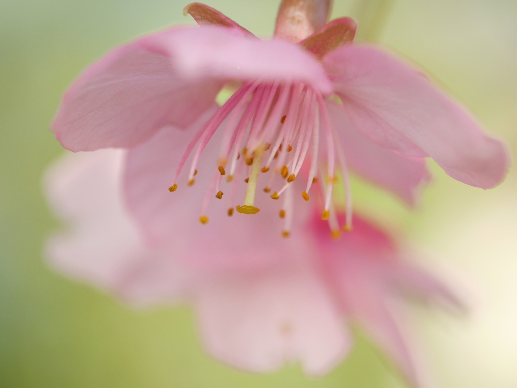 ほわ～っと河津桜