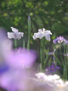 花菖蒲