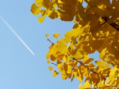 ひこうき雲