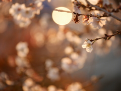 冬の陽に冬桜