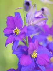 お花スナップ　紫と青