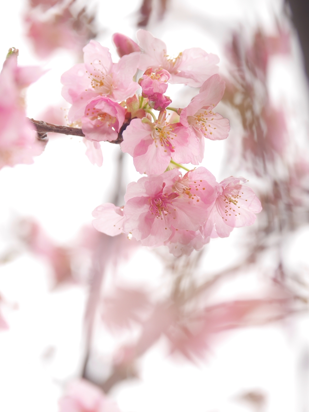 河津桜