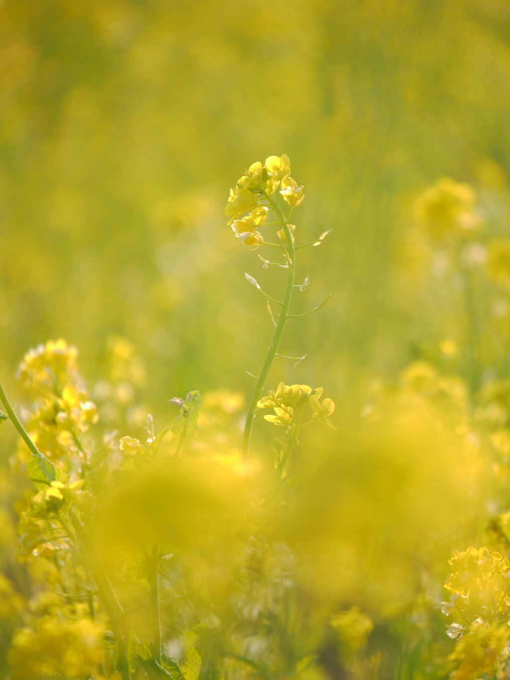 菜の花