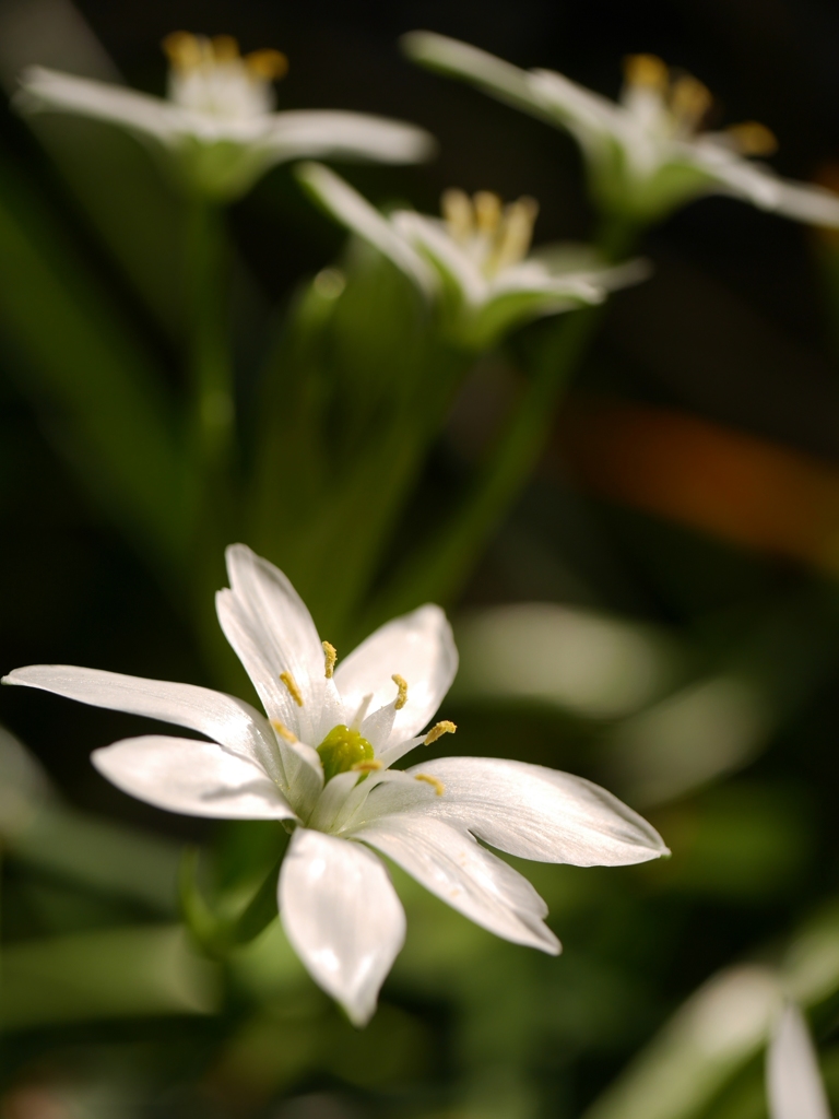 隣家の白い花