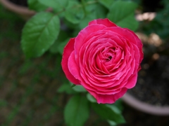 鉢薔薇～最後の一輪
