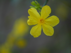 お花スナップ・きいろ