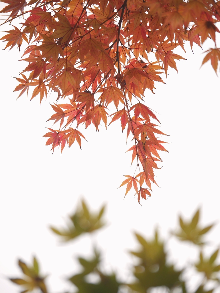 緑と赤