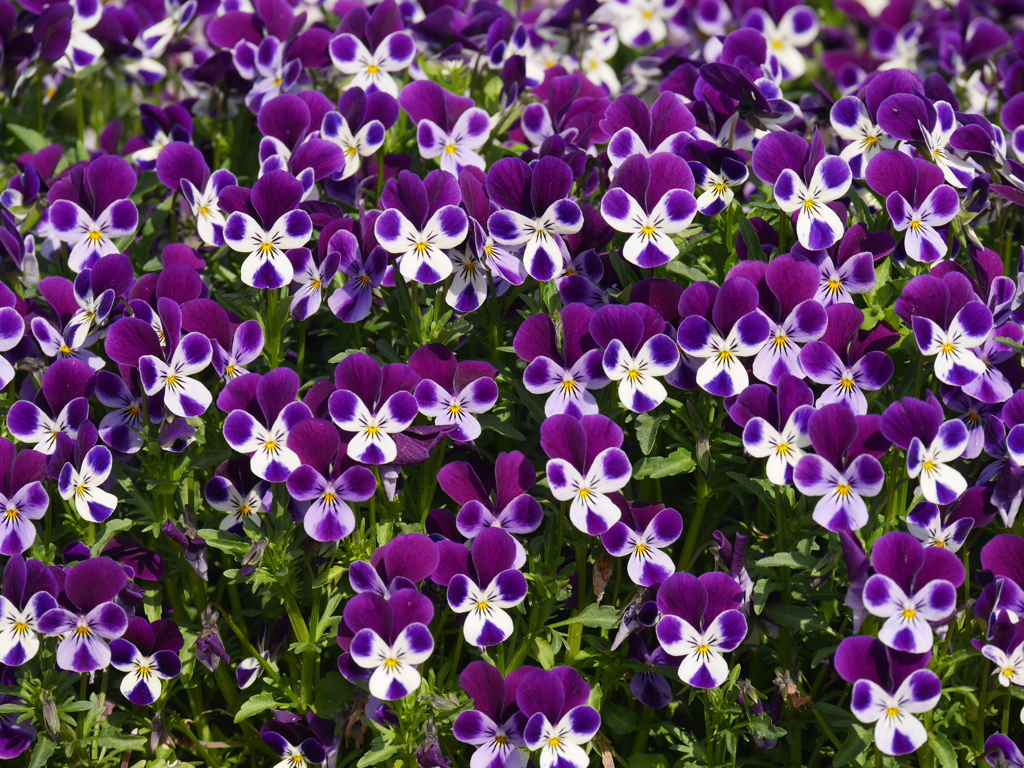 お花スナップ　ビオラ