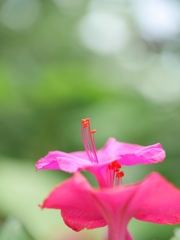 夕化粧