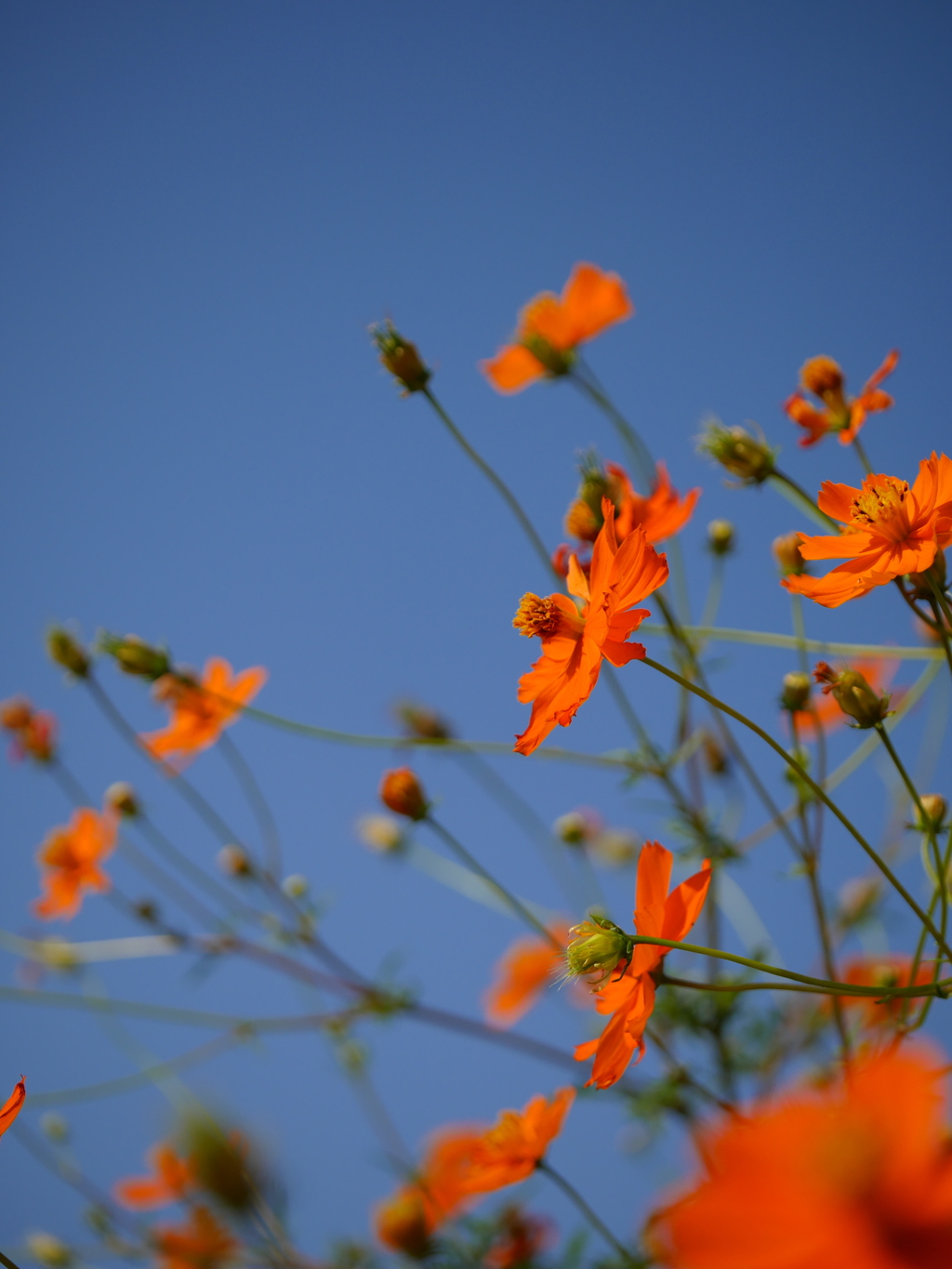 お花スナップ　オレンジ