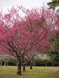 梅林