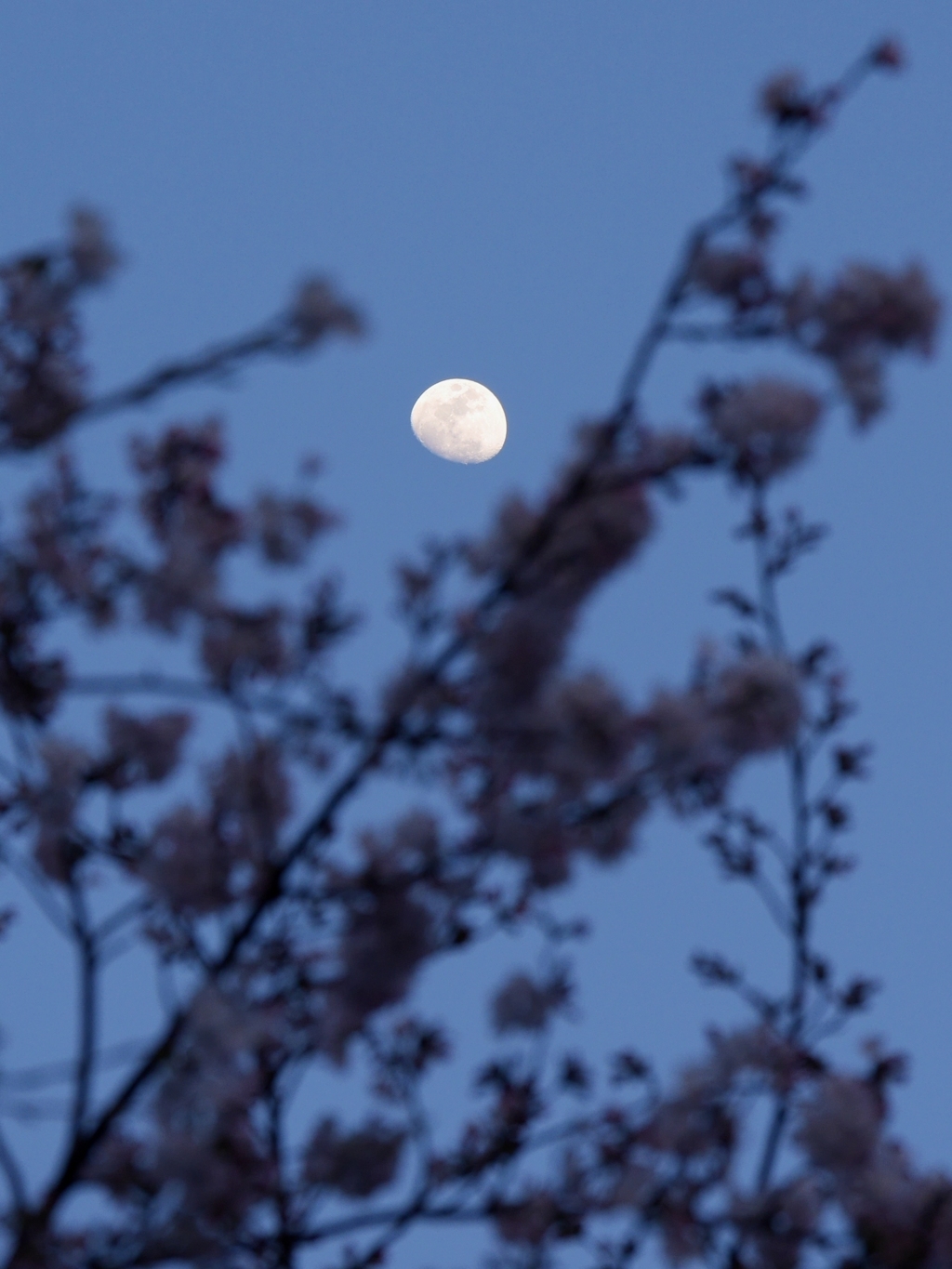 月と桜