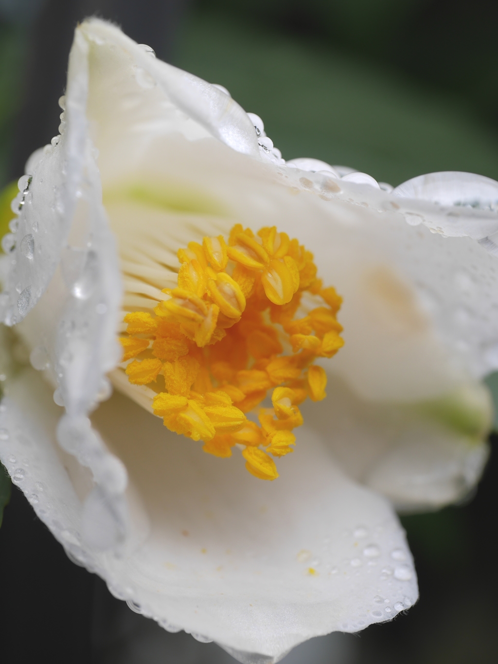 雨あがりの白花