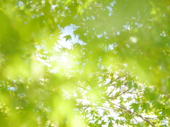 緑彩Ⅲ