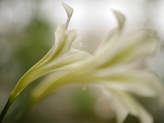蕊