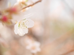 河津桜