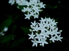 white star☆