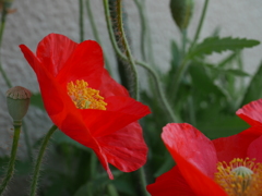 お花スナップ　しゅいろ