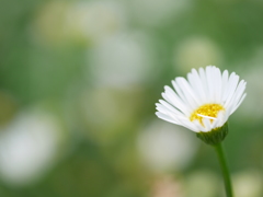 白い小さな花