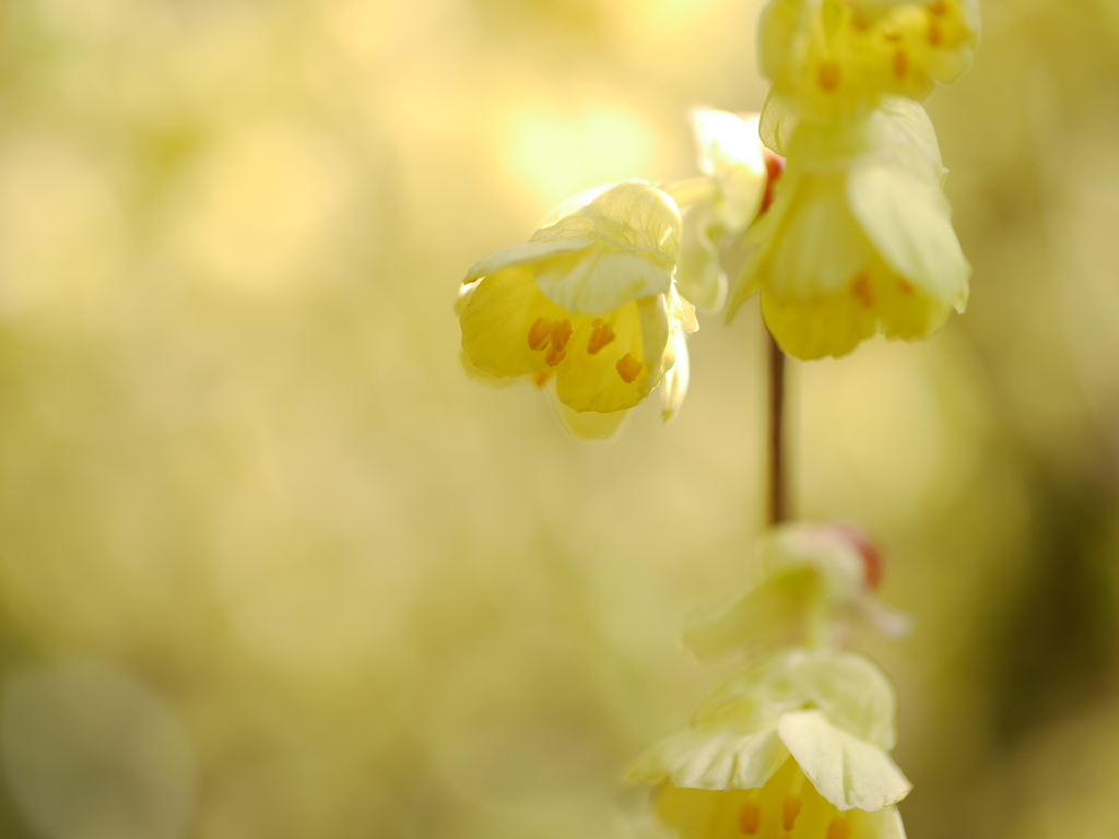 yellow world Ⅱ