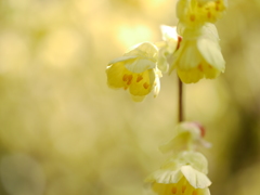 yellow world Ⅱ