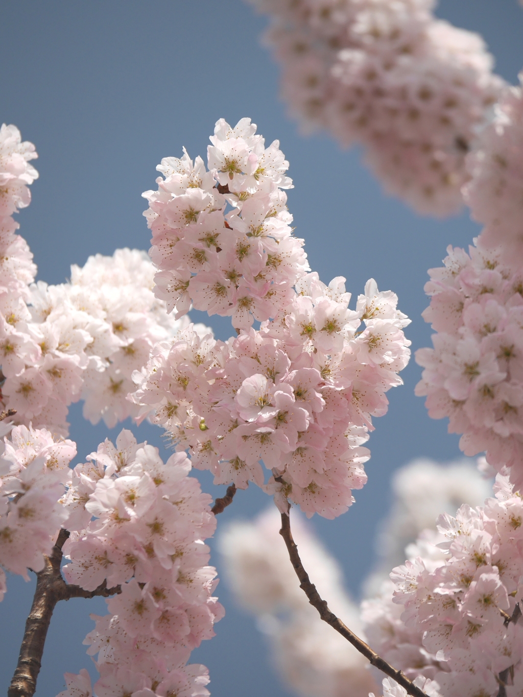 桜　満開