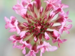昼間の花火