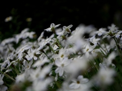 ハナニラの花畑