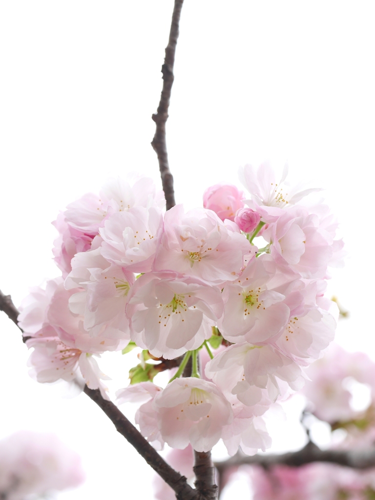 八重のさくらⅠ