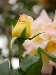 蕾