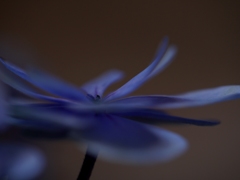 紫陽花