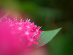 pink star☆