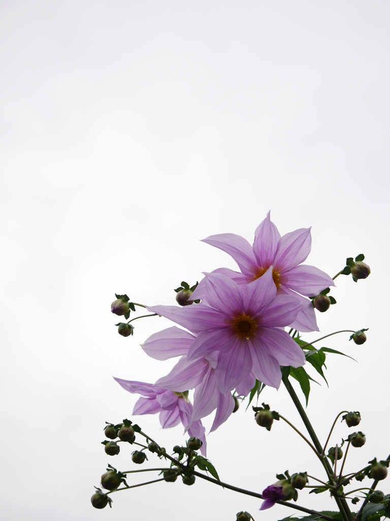 空に向かってⅡ