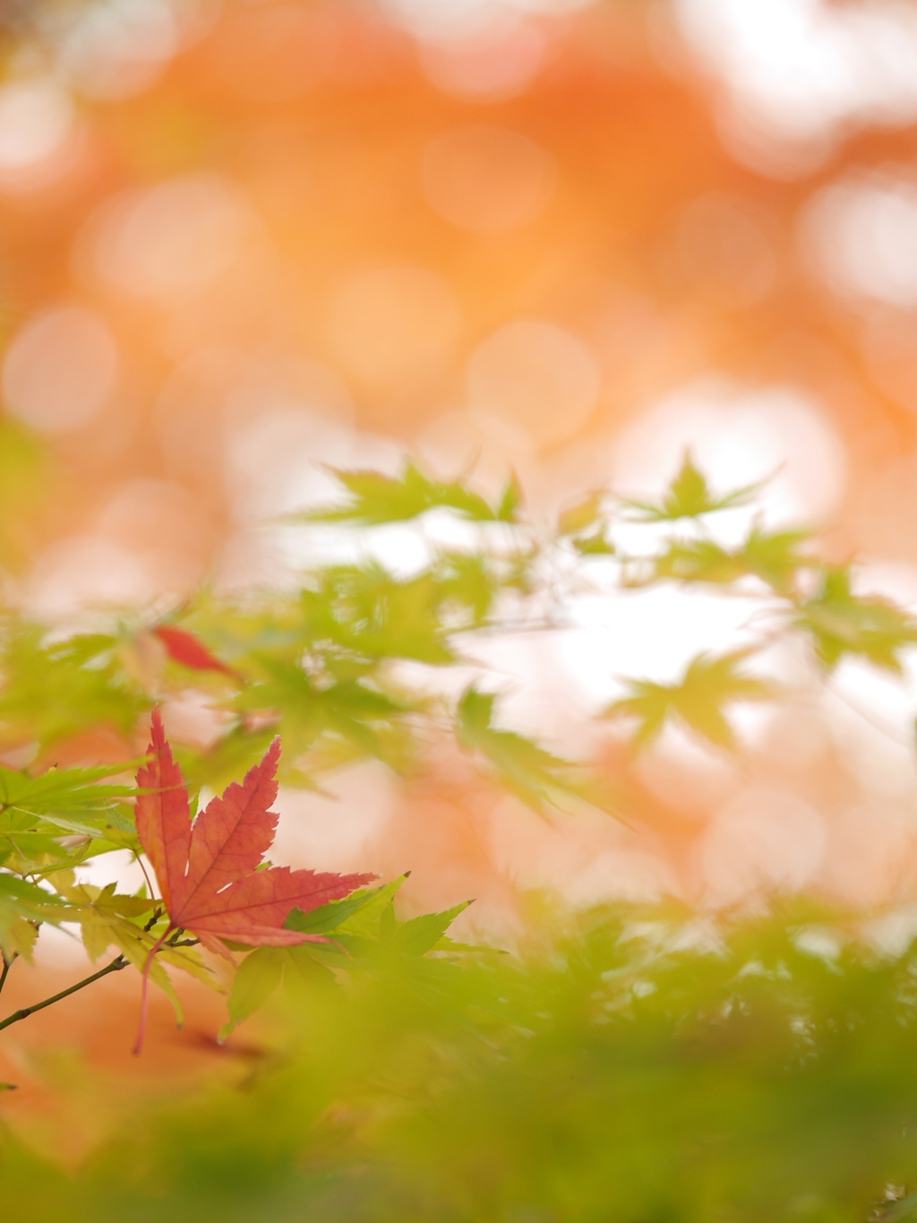 紅葉2015　落葉