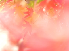 強風もみじⅡ