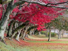 老紅葉