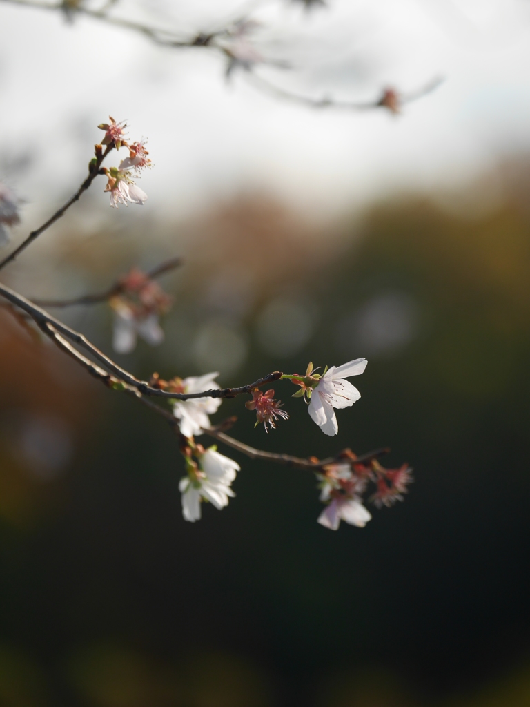 冬桜Ⅱ