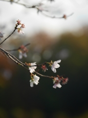 冬桜Ⅱ