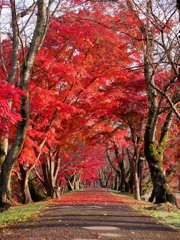 もみじトンネル