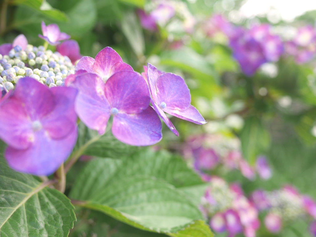 西日の紫陽花２