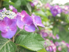 西日の紫陽花２