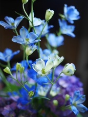 今週の花20140611