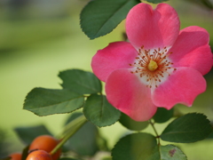 一重の薔薇