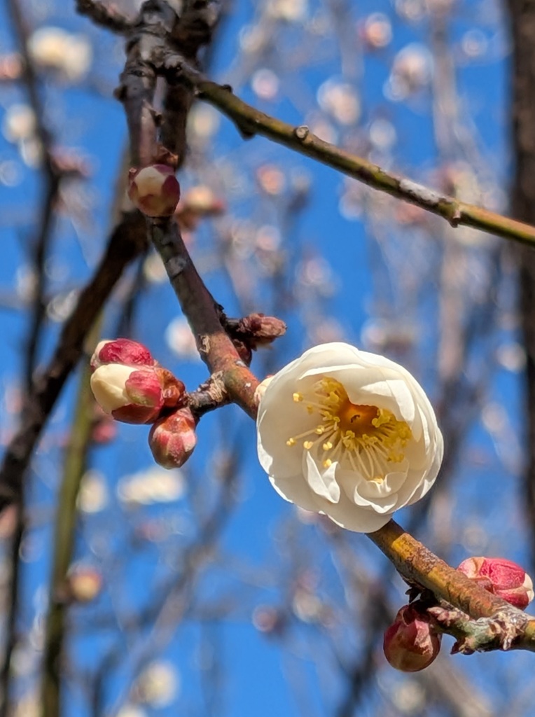 極寒の白梅