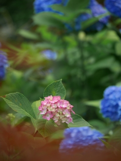 紅一点