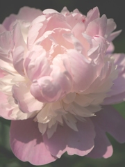 芍薬