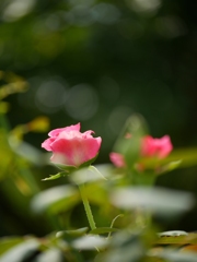晩夏のバラ
