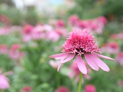 pink pink pink