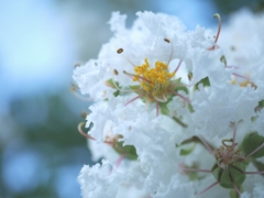 白のフリル
