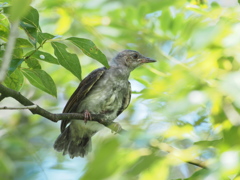 ヒヨドリ幼鳥